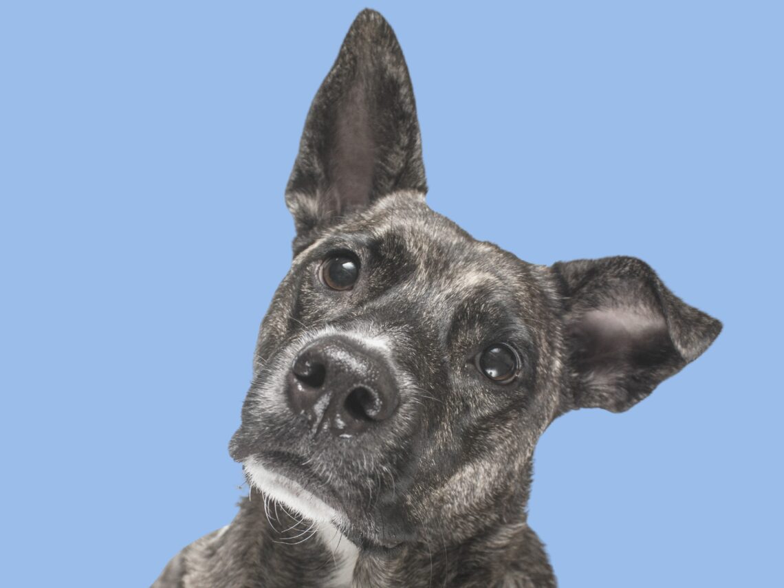 Confused Dog_ von jbanegas von Getty Images